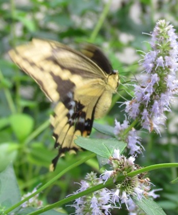 butterfly fluttering and feeding on nectar