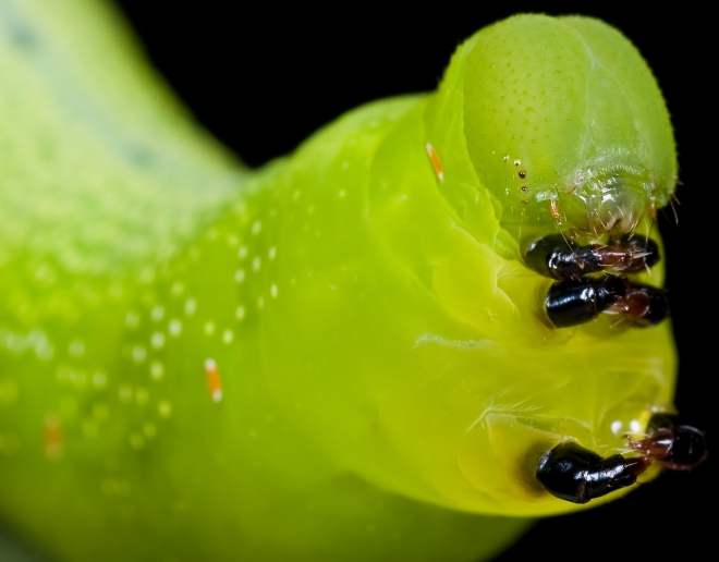 caterpillar face