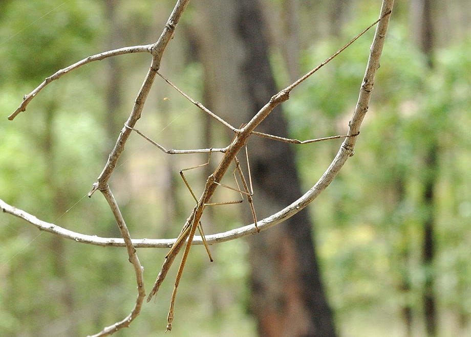 stick insects