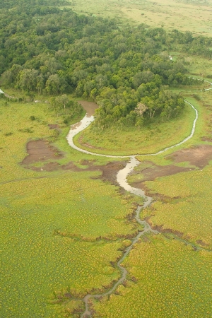 green marsh